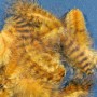 Grizzly marabou