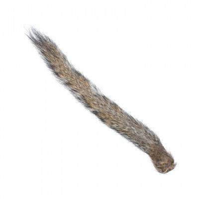 Veveričji rep